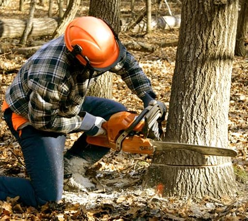 Tree Removal in Lewis, KS